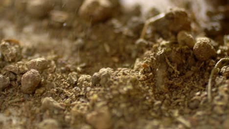 closeup shot of hands holding madder root powder, herbal plant extract for medicine and dye