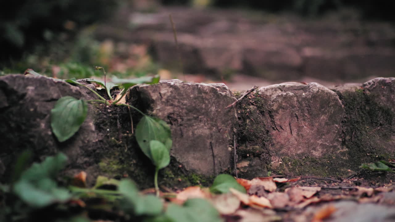 조용한 숲길을 오르는 돌계단, 땅에 흩뿌려진 낙엽, 부드러운 녹음 속으로 이어지는 소박한 길, 가을의 고요한 숲 속 계단 풍경을 가까이에서 담은 모습이에요.