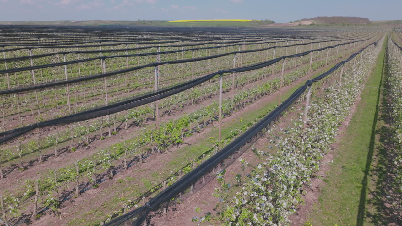 Apple Orchard in Bloom