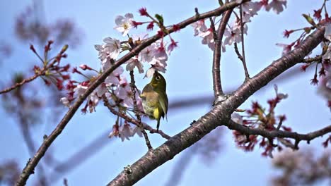 a small bird eating the flowers of a cherry blossom tree