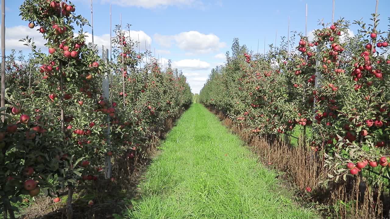 apple trees are growing in the field in the summer on the background of path between two rows of trees. Camera movement back