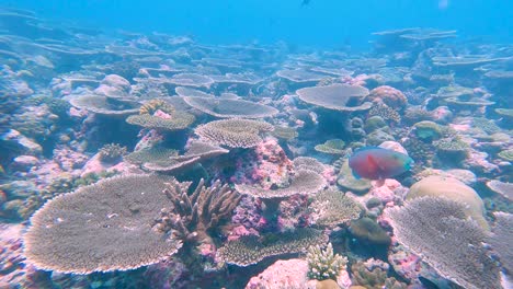 beautiful tropical landscape reef scene with table corals