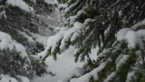 Snow-falling-backcountry-Berthoud-Pass-Colorado-snowing-snowy-spring-winter-wonderland-blizzard-white-out-deep-powder-national-forest-Rocky-Mountains-Pine-Trees-cinematic-super-slow-motion-slide-left