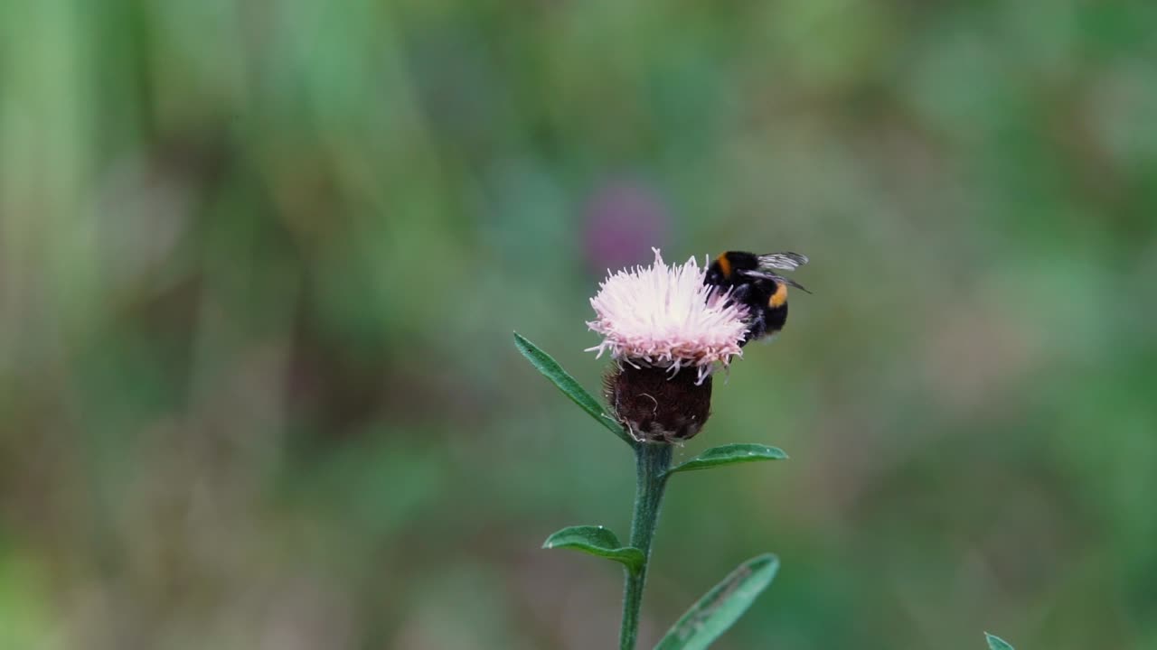 abejorro volando sobre la flor para polinizar