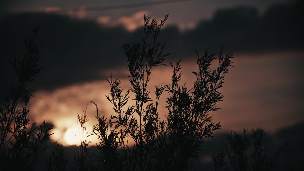 silueta de hojas balanceándose en la brisa del atardecer iluminada por nubes panorámicas
