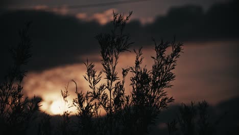 silhouette of leaves swaying in sunset breeze backlit by scenic clouds