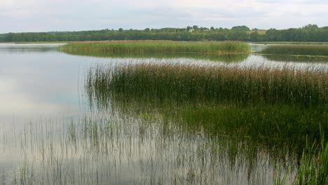 tranquilo paisaje de verano del lago del bosque