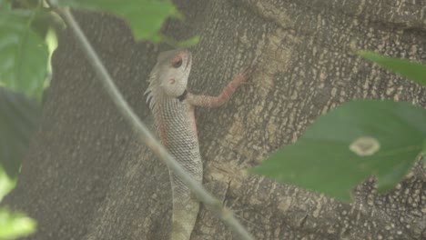 indian garden lizard walking on tress branch