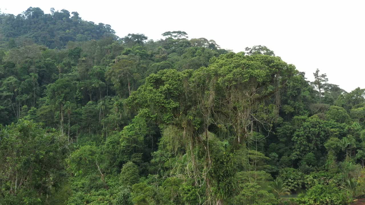 volando lentamente hacia el último árbol tropical grande con muchas vides una bromelia en la corona