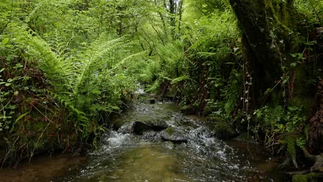 Klarer-Waldbach,-Der-Durch-üppige-Farne-Und-Unterholz-Fließt