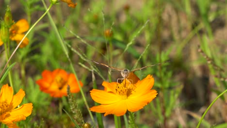 Dama-Pintada-O-Mariposa-Vanessa-Cardui-Tomando-Néctar-Con-Probóscide-De-La-Flor-Del-Cosmos-Naranja-En-Un-Día-Soleado-De-Verano