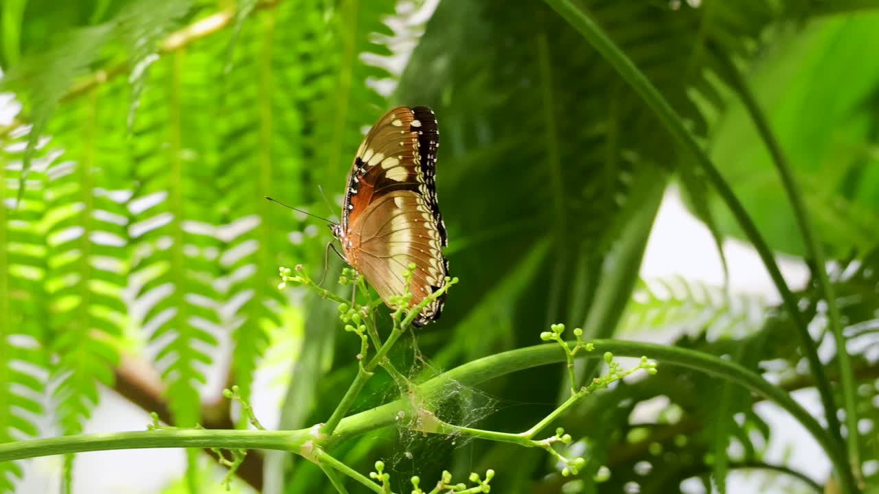 A butterfly flutters among vibrant green leaves in a sunlit rainforest environment, showcasing its colorful wings