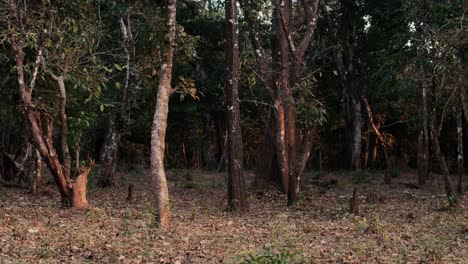 Tropical-trees-in-a-forest-with-no-undergrowth