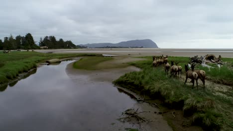 a tracking drone shot of a herd of wild deer running along a river leading to the beach