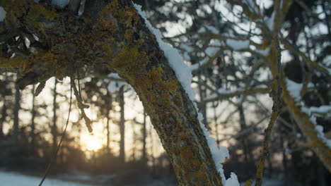 medium close up shot of a tree branch covered with lichen and fungus