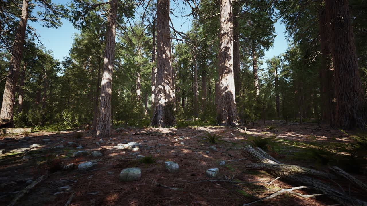 luz del sol del bosque