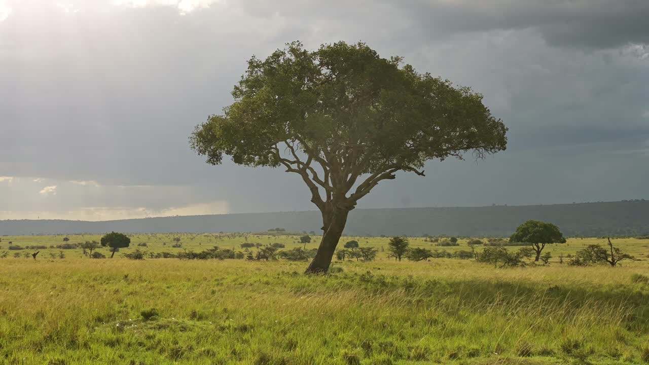 케냐 의 마사이 마라 국립 보호 구역 에서 폭풍우 가 불고 있는 외로운 아카시아 나무 와 활기찬 아프리카 풍경