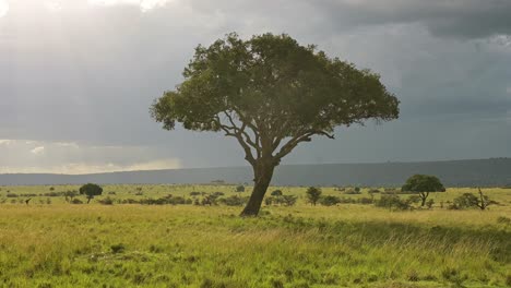 Acacia-Solitaria-Con-Cielos-Tormentosos-Y-Un-Vibrante-Paisaje-Africano-En-La-Reserva-Nacional-De-Masai-Mara,-Kenia,-Animales-De-Safari-Africanos-En-La-Conservación-Del-Norte-De-Masai-Mara