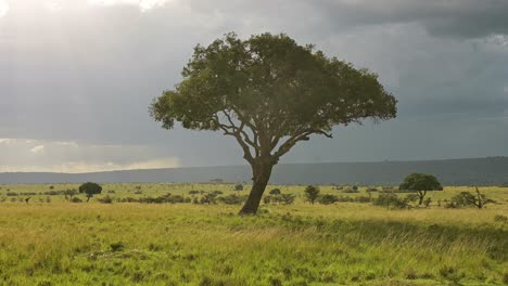 lonely acacia tree with stormy skies above and vibrant african lanscape in maasai mara national reserve, kenya, africa safari animals in masai mara north conservancy