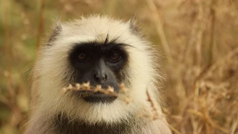 Gray-langur-(Semnopithecus),-also-called-Hanuman-langur-is-a-genus-of-Old-World-monkeys-native-to-the-Indian-subcontinent.-Ranthambore-National-Park-Sawai-Madhopur-Rajasthan-India