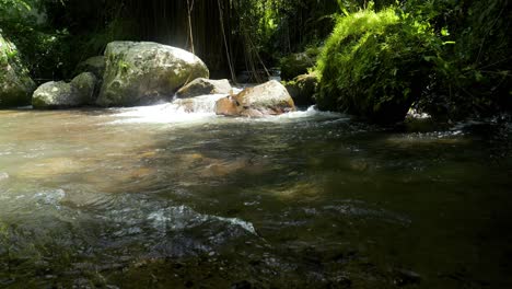 Tiro-De-Inclinación-En-Cámara-Lenta-De-Un-Pequeño-Río-En-Medio-De-La-Jungla-De-Bali-En-Indonesia-En-Un-Día-Soleado-Con-Vistas-A-Las-Lianas,-Piedras-En-El-Agua-Y-Arbustos