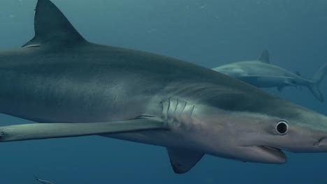 un solo tiburón azul nadando cerca de un buzo durante una aventura de buceo con tiburones en las azores