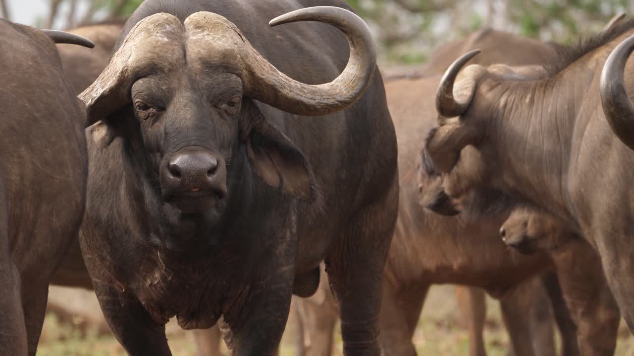 toro búfalo de capa africana tiene cara expresiva, masticando cud en manada