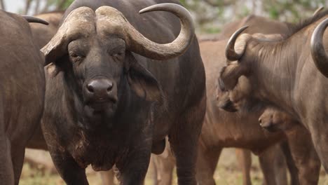 Toro-Búfalo-De-Capa-Africana-Tiene-Cara-Expresiva,-Masticando-Cud-En-Manada