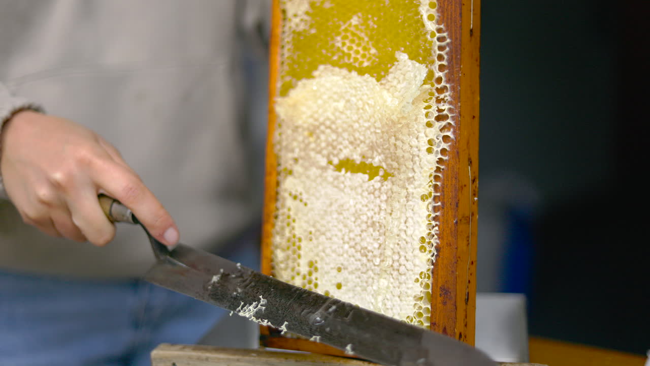 Uncapping honeycombs. Production of clear organic Acacia honey. Beekeeper removes wax from honeycombs with knife to extract honey
