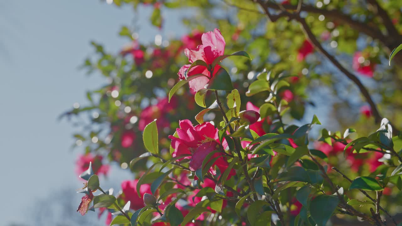 Un primer plano de hermosas flores de camelia sasanqua rosas floreciendo en un arbusto bajo la luz del sol brillante con un fondo de cielo despejado