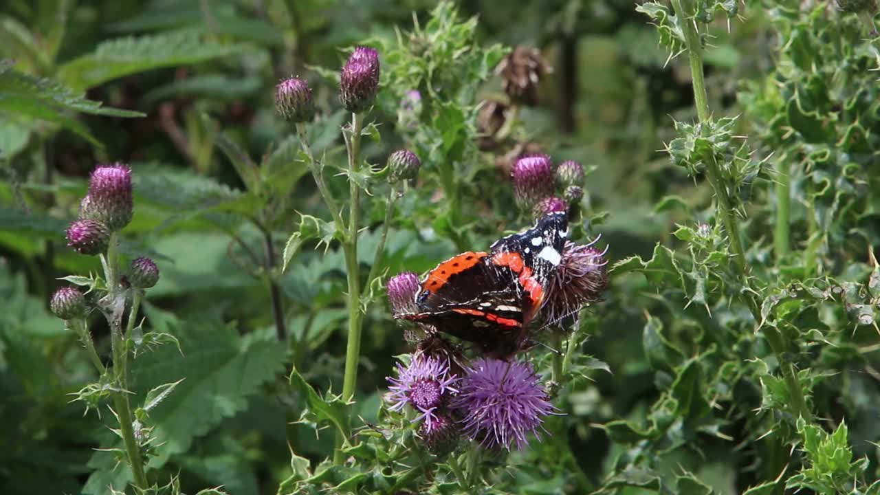 Farfalla Vanessa dalle ali rosse, Vanessa atalanta, su cardo. Galles. Regno Unito