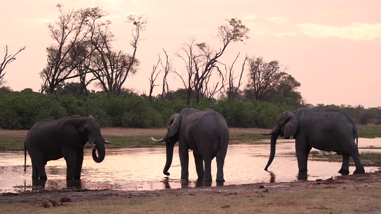 plano general extremo de tres toros elefantes africanos parados en un abrevadero bebiendo durante la puesta de sol, khwai botswana