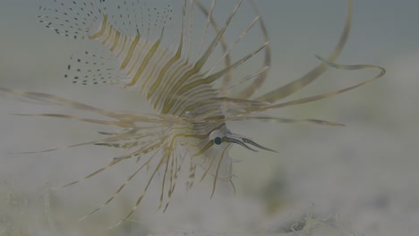 unique 4k hdr macro shots of red sea life filmed on sony fx3: vivid colors and extreme detail. ideal for nature films, educational content, and high-end visuals.