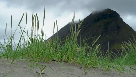 Close-up-shot-of-green-Lyme-grass-swaying-in-wind-in-front-of-volcano-during-cloudy-day-on-Iceland