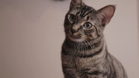 Domestic-Brown-Striped-Cat-Playing-and-Wondering-in-The-Area---Close-Up-Shot