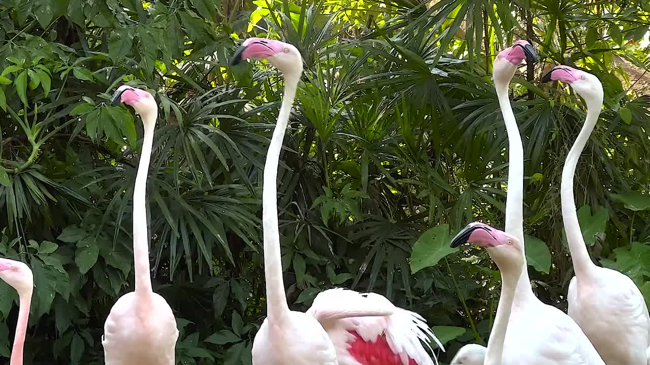 A group of flamingos stands elegantly against a backdrop of dense green foliage.