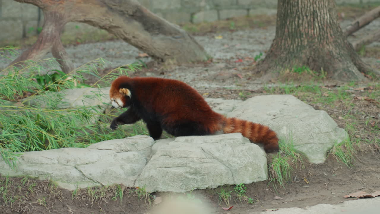 Panda rosso su una roccia che cerca cibo, annusando il muschio su un masso, coda in equilibrio, radici di alberi e tronco come sfondo, movimento giocoso e attento, dettagli del recinto e substrato naturale, fauna selvatica energica.