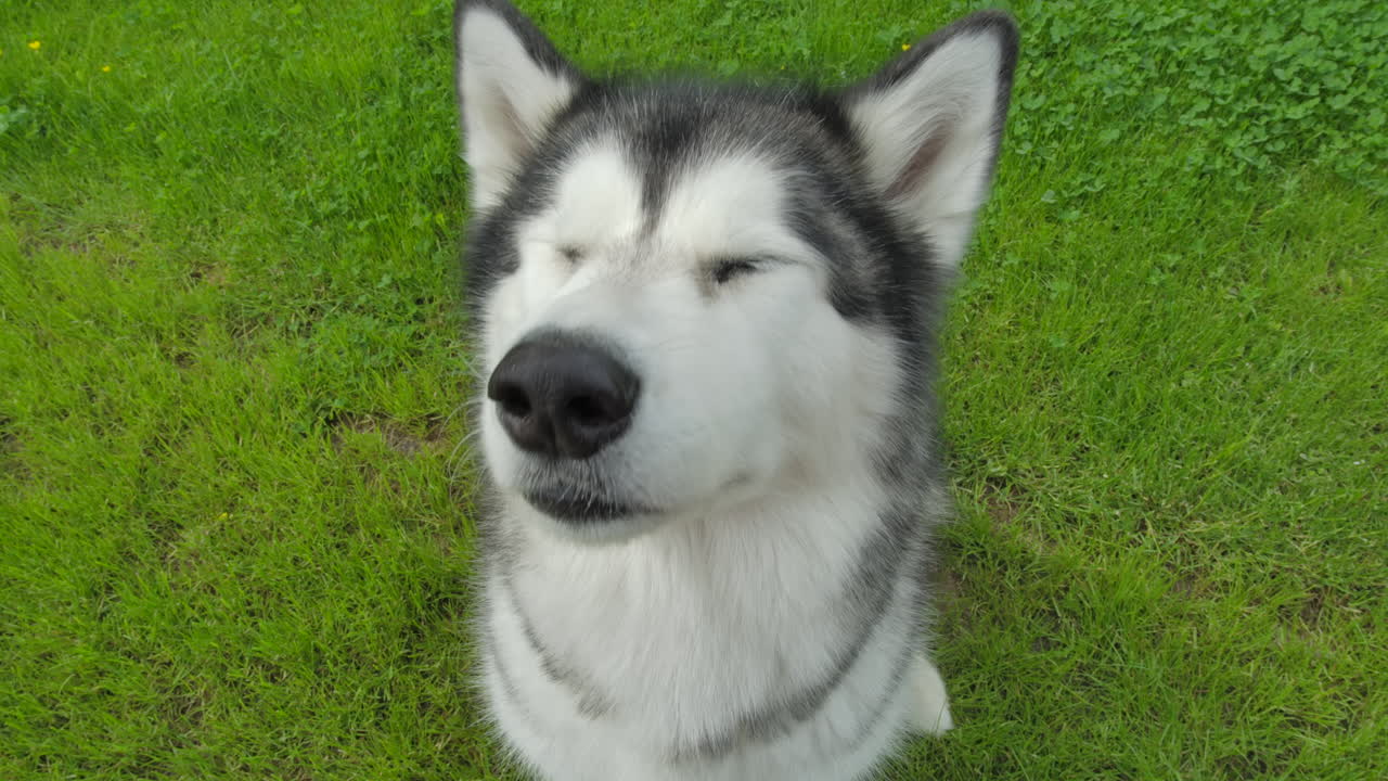 위를 올려다보는 공원에서 친근한 알래스카 에스키모의 근접 촬영