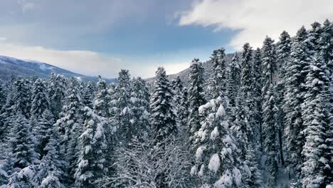 Schöner-Schneeszenenwald-Im-Winter.-Überfliegen-Von-Schneebedeckten-Kiefern.