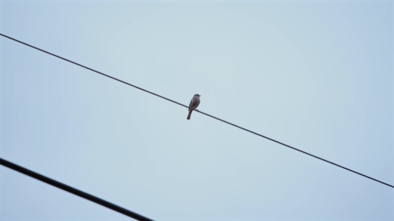 Female Daurian redstart perched on a power line against a clear sky. Minimalist urban wildlife scene capturing a small bird resting quietly in an open environment.