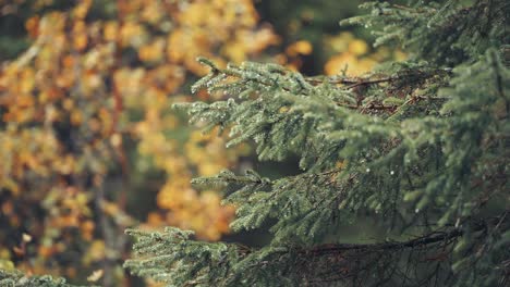 raindrops fall from the needles of the pine tree