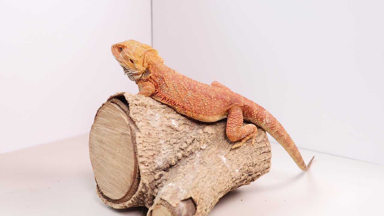 A bearded dragon remains still on a log in a brightly lit studio setting, showcasing its vibrant colors