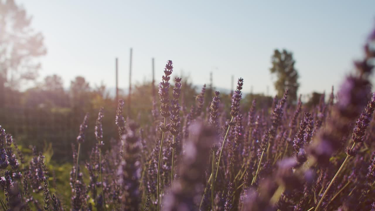 Api su fiori di lavanda nel campo durante il tramonto.