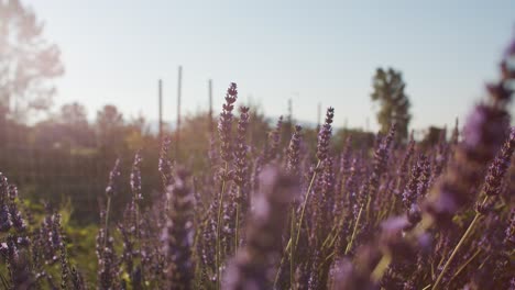 Bienen-Auf-Lavendelblüten-Auf-Dem-Feld-Während-Des-Sonnenuntergangs