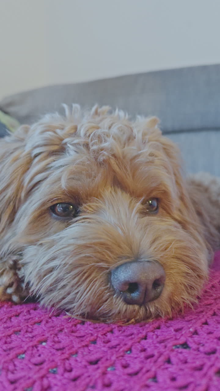 사랑스러운 카바푸 개가 실내에서 수직으로 휴식을 취하고 있습니다.