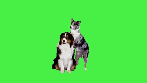 australian shepherd and border collie posing on a green screen, chroma key