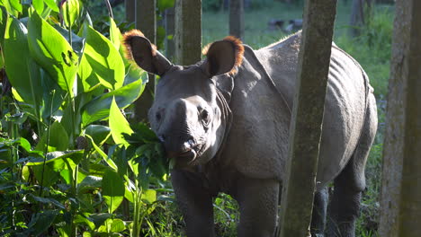 Ein-Nashornbaby,-Das-An-Den-Blättern-Eines-Kleinen-Busches-Im-Grenzgebiet-Zum-Chitwan-Nationalpark-In-Nepal-Nagt