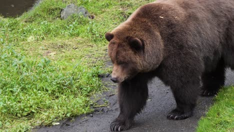 closeup of a brown bear walking slowly, alaska