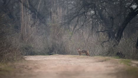 the golden jackal or common jackal in forest