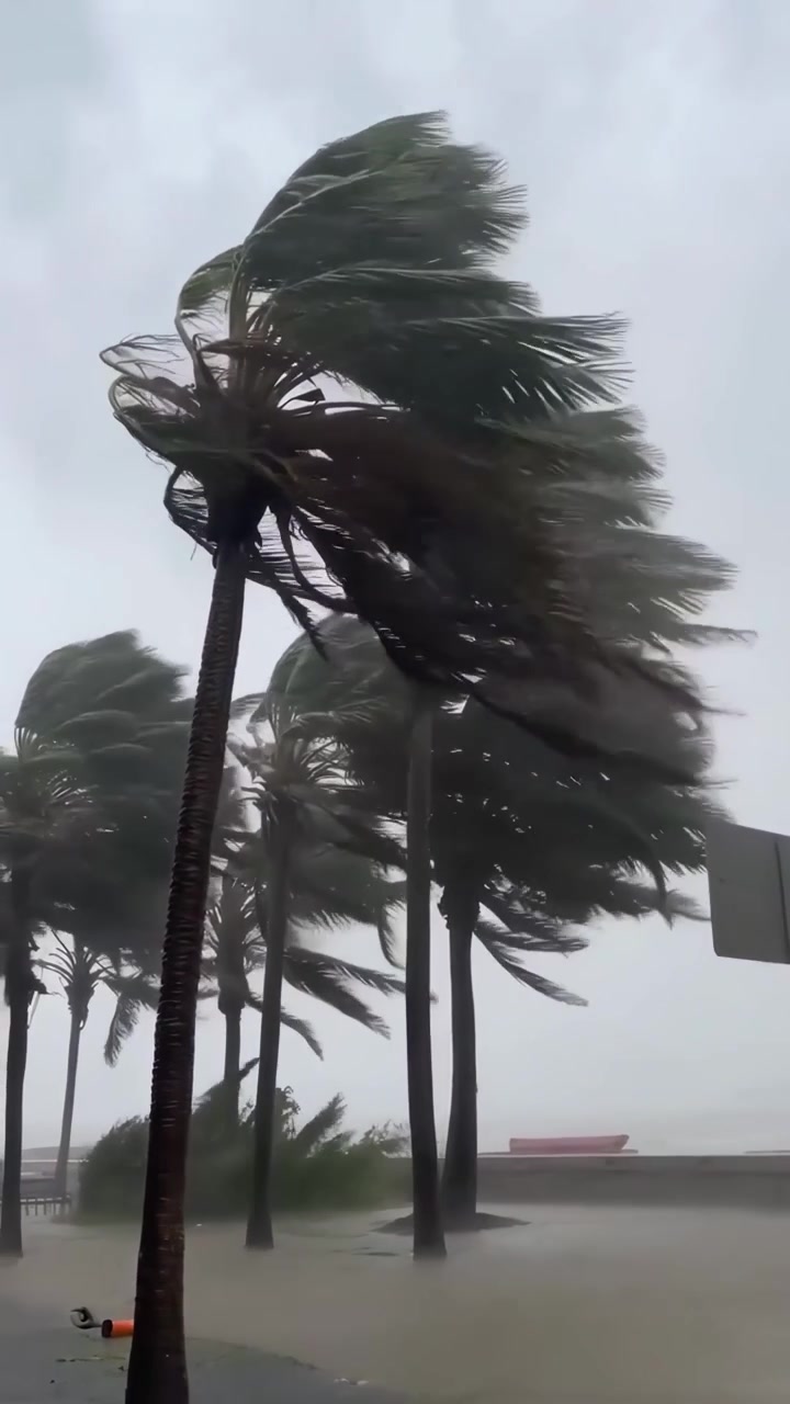 Tropical Palm Trees Swaying Violently in Strong Hurricane Winds and Heavy Rain